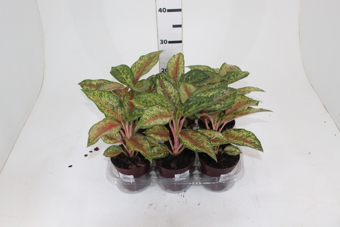 <h4>AGLAONEMA KARAT P12</h4>