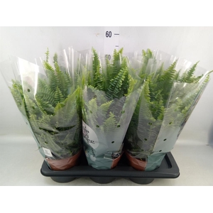 Nephrolepis exal. 'Green Lady'