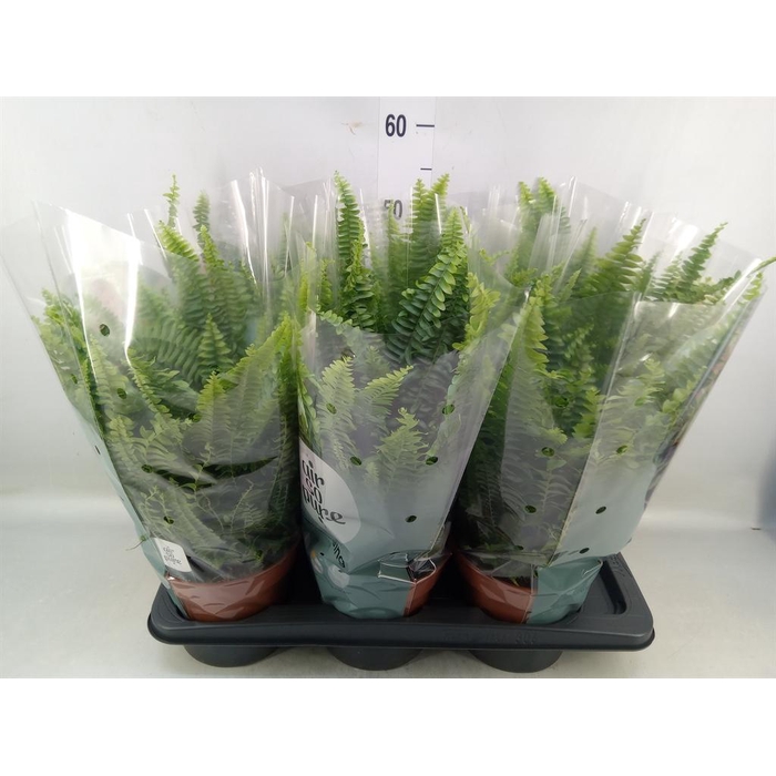 <h4>Nephrolepis exal. 'Green Lady'</h4>