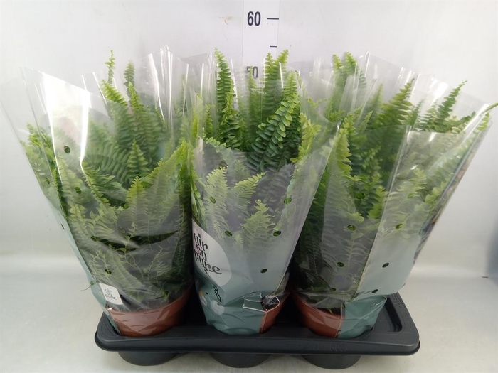 Nephrolepis exal. 'Green Lady'