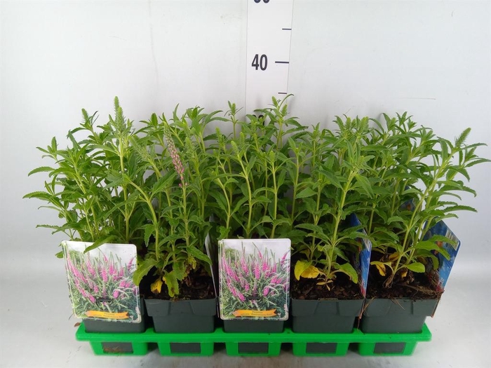 <h4>Veronica spicata 'Anniversary Rose'</h4>