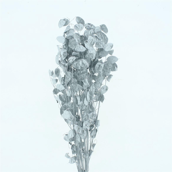 <h4>Dried Lunaria Silver P Stem</h4>
