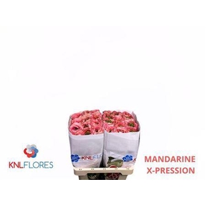 R Gr Mandarin X-pression Ec