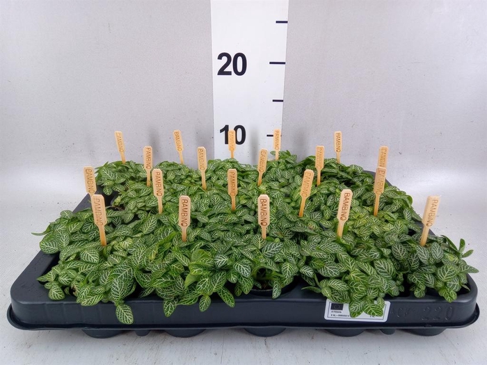 <h4>Fittonia verschaf.</h4>