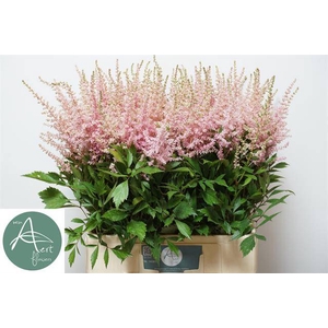 Astilbe avalanche
