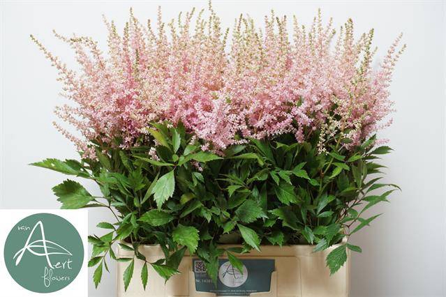 <h4>Astilbe avalanche</h4>