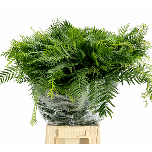 Falso Pepe Green (per bunch)