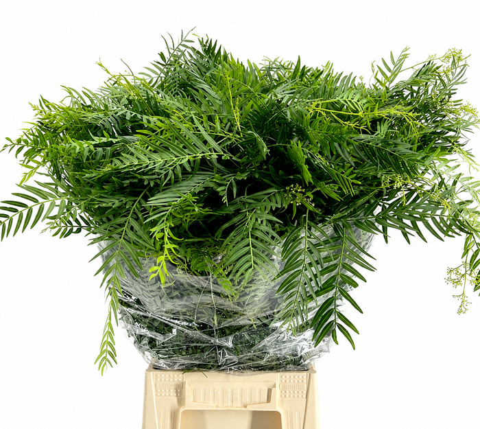 <h4>Falso Pepe Green (per bunch)</h4>