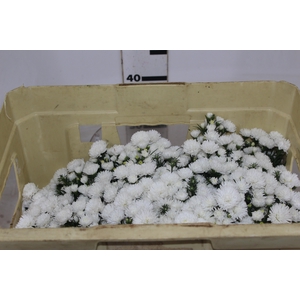 ASTER MARIANA 040 CM