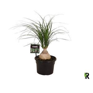 Nolina recurvata   ...