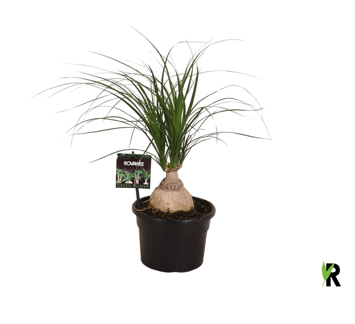 <h4>Nolina recurvata   ...</h4>