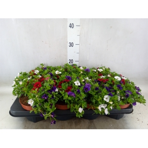 Calibrachoa  'Cabaret MM Cafe Pari'