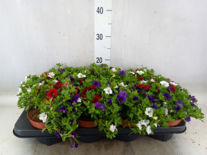 <h4>Calibrachoa  'Cabaret MM Cafe Pari'</h4>