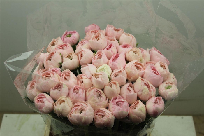 <h4>Ran Cloni Ex Favola</h4>