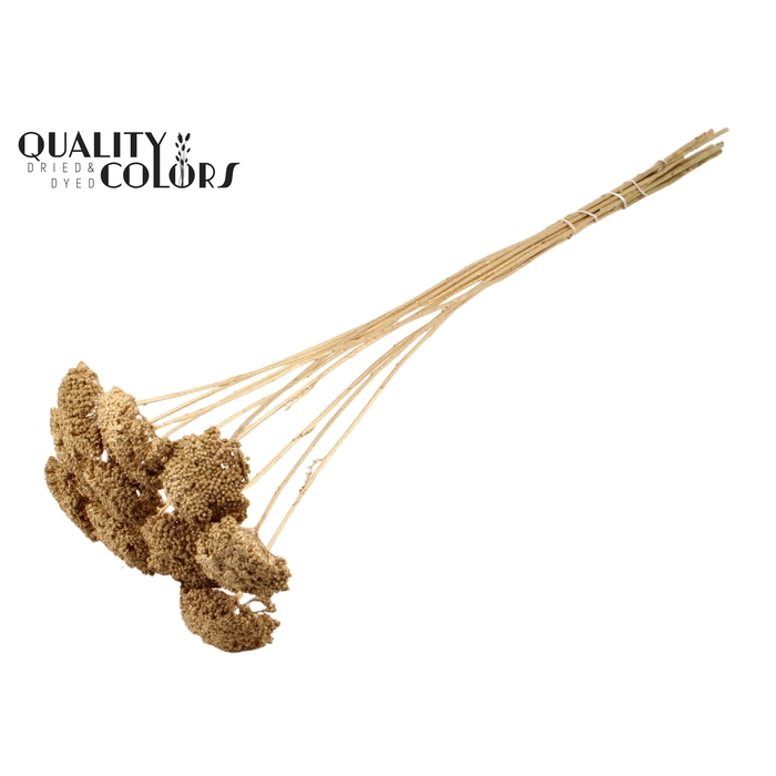 <h4>Achillea 2-4cm per stem Antique Gold</h4>
