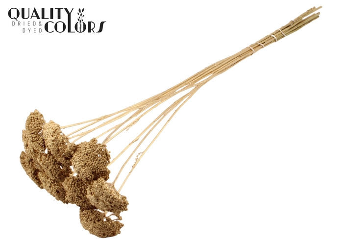 Achillea 2-4cm per stem Antique Gold