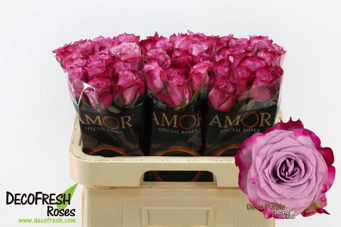 <h4>R Gr Deep Purple</h4>