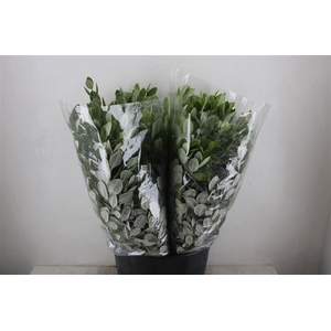 Pittosp Ralphi Leaves 200gr P Bunch