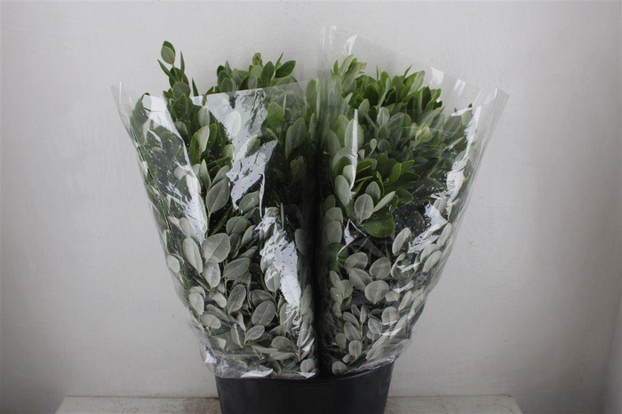 <h4>Pittosp Ralphi Leaves 200gr P Bunch</h4>