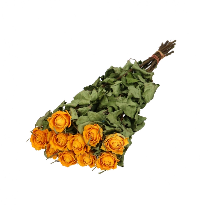 <h4>Dried flowers Rose 50cm x10</h4>