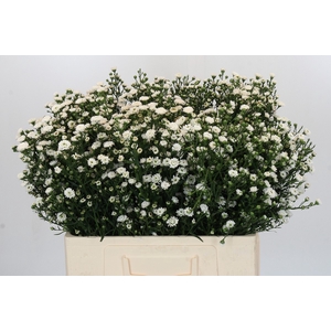 Aster White Gypsy