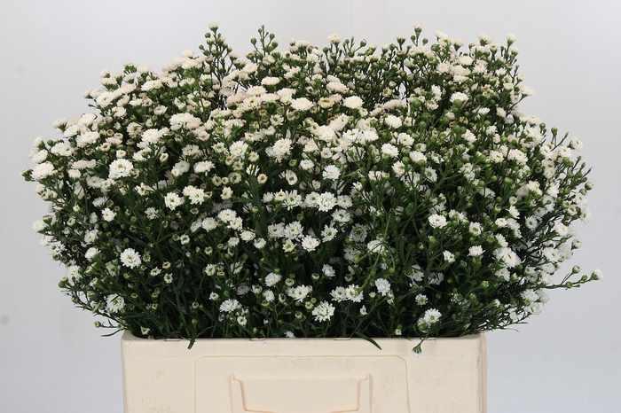 <h4>Aster White Gypsy</h4>