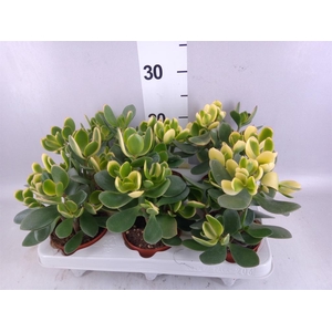 Crassula ovata