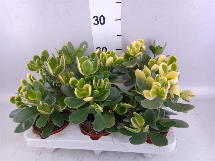 <h4>Crassula ovata</h4>