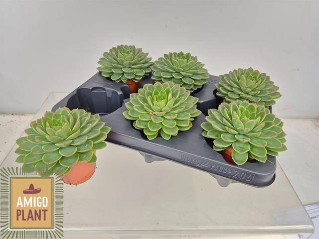 <h4>ECHEV ROSETTA CHICO</h4>