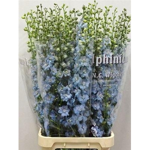 Delph Du Dewi Boy 120CM!!