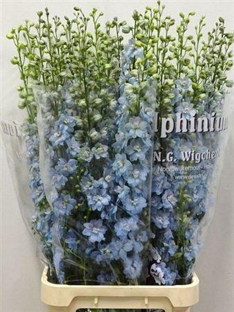 <h4>Delph Du Dewi Boy 120CM!!</h4>