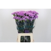 Dianthus St Florigene Moonaqua