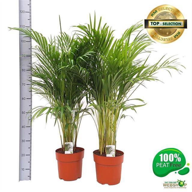 <h4>DYPSIS LUTESCENS</h4>