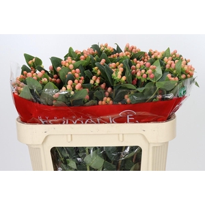 Hypericum Mellow Romance Spray