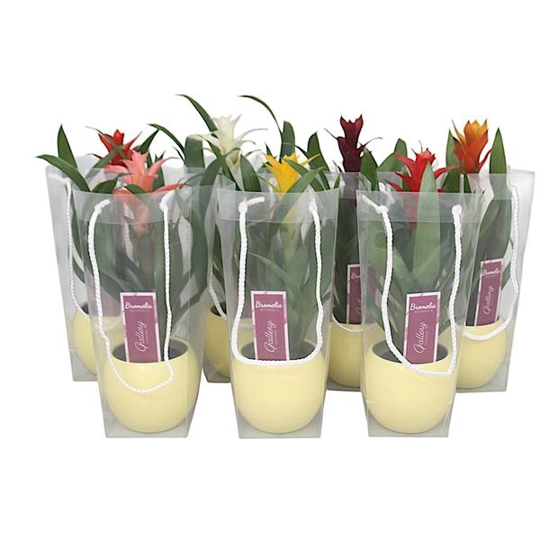 <h4>Guzmania gemengd in gele bolpot in blanco draagtas</h4>