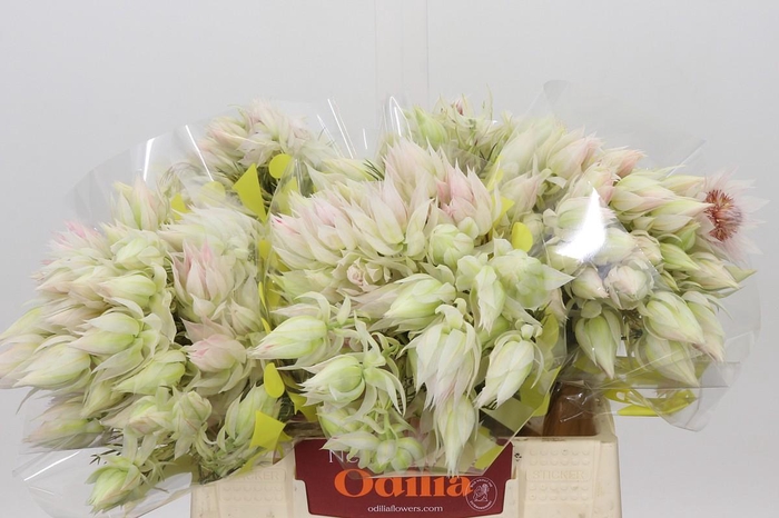 <h4>Blushing Bride 4/6 Flowers</h4>