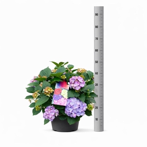 HYDR M HI RIVER LAVENDEL BIC P30