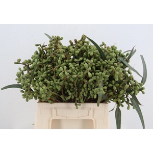 EUC EXOTICA BS