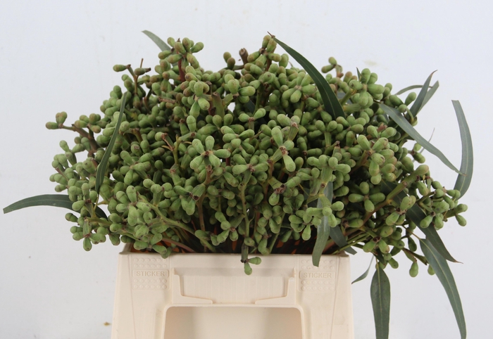 <h4>EUC EXOTICA BS</h4>