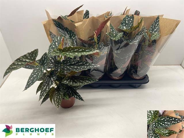 <h4>BEG MA SPOTL GREEN</h4>