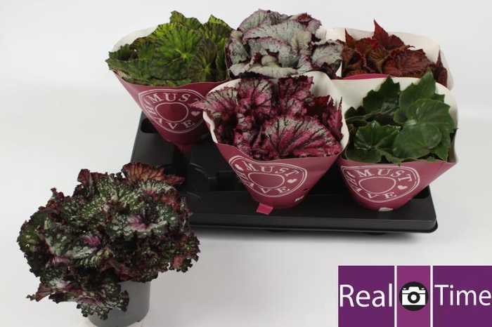 <h4>BEG BEL GEM</h4>