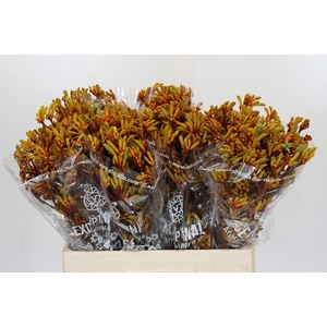 Anigozanthos Gold Fever