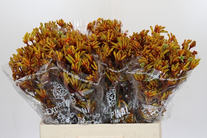 Anigozanthos Gold Fever