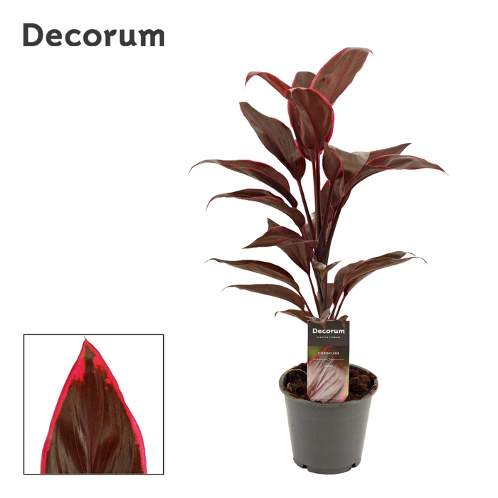 <h4>Cordyline Mambo 12 cm ( Decorum )</h4>