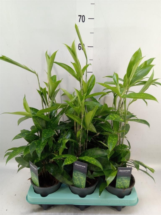 <h4>Dracaena surculosa</h4>