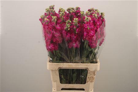 <h4>Matth Iron Red</h4>