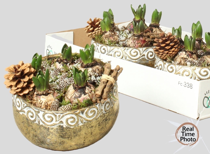 <h4>ARR HYACINTH</h4>