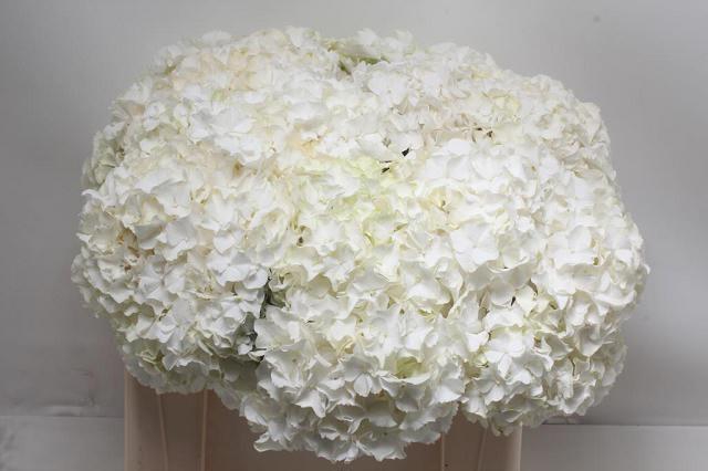 <h4>HYDR M CH ALLURE</h4>