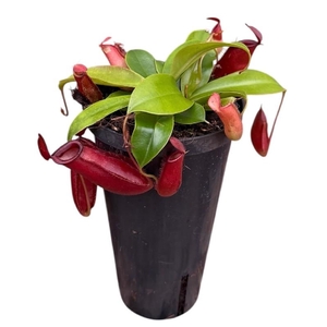 Nepenthes Bloody Mary arrangement Monkey Jars