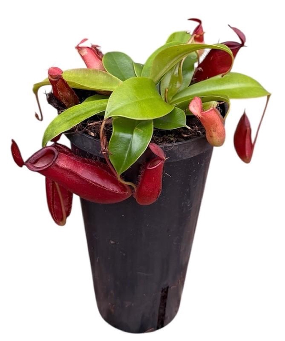 <h4>Nepenthes Bloody Mary arrangement Monkey Jars</h4>